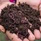 Worm Farming Basics event image