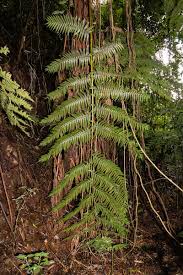Image result for Cyathea manniana
