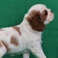cavalier king charles yavrular cavalier king charles yavrular kopek kopekseverler kope cavalier king charles king charles cavalier king charles spaniel