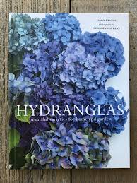 Climbing hydrangeas (hydrangea anomala petiolaris): Hydrangeas Bellevue Botanical Garden