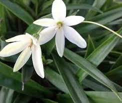 Image result for Xerophyta