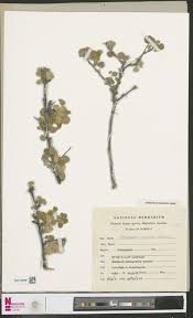 Image result for Erlangea misera