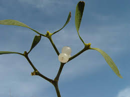 Image result for Viscum shirense