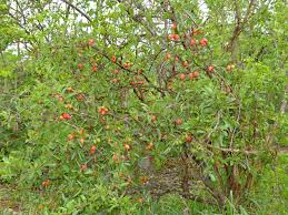 Image result for Ximenia