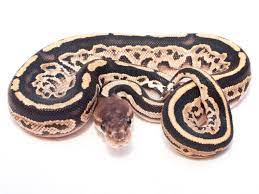 Bongo Cinnamon Morph List World Of Ball Pythons Ball Python Snake Lovers Python