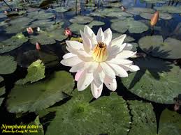 Image result for Nymphaea lotus