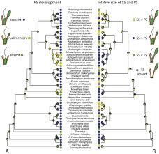 Image result for Eriochrysis