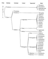 mammals general characters and its classification zoology