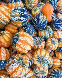 Image result for carnival acorn squash