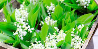 Disponible pour un temps limité. Le Muguet N A Pas Toujours Ete La Star Du 1er Mai Le Point