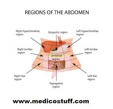 The abdomen is divided into four quadrants: Abdominal Quadrants And Its Contents Abdominal Organs By Region Medicostuff