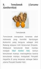 Temulawak Ide Makanan Kesehatan Alternatif Tanaman Obat