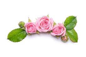 Check spelling or type a new query. Rosas Rosadas Sobre Un Fondo Blanco Borde De Las Flores Patron Para Tarjeta De Invitacion Diseno De Tendido Plano Vista Desde Arriba Fotos Retratos Imagenes Y Fotografia De Archivo Libres De Derecho