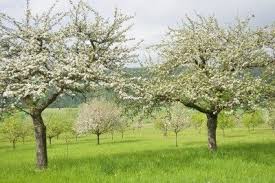 Copper spray can benefit fruit trees when used correctly. Best Time For Spraying Trees When To Spray Fruit Trees