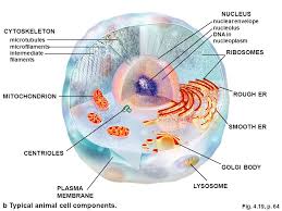 Animal cell diagram with microtubules. Cell Structure And Function Chapter 4 Biology Concepts And Applications Eight Edition By Starr Evers Starr Brooks Cole Cengage Learning Biology Ppt Download