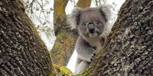 Wildlife Rescue 101 Online & Practical Workshop