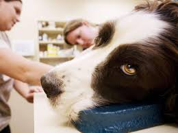 Wurmer Beim Hund Symptome Und Diagnose
