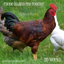 Rhode Island S State Bird Rhode Island Red Rhode Island Red Rhode Island Red Rooster Road Island Red Chicken
