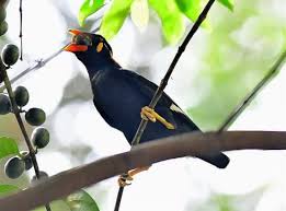 Image result for Canthium glaucum