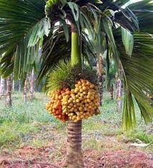 There are bunches of dates that can spain is the most northerly date producer. Creative Farmer Live Palm Tree Araca Nut Areca Catechu Fruit Plant Tropical Crop Areca Palm Garden Plant 1 Healthy Live Plant Amazon In Garden Outdoors