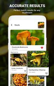 Mushroom identification apk was fetched from play store. Mushroom Identifier App By Photo Camera 2020 For Android Apk Download