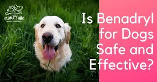 Benadryl For Dogs Treating Your Dog S Allergies Ultimate Dog Dog Benadryl Dog Allergies Dog Safe Medications
