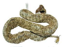 Spider Tailed Horned Viper Persian Horned Viper Its Tail Has A Spider Like Tip Which Lures Prey To The Viper Scary Creature Would Be Per Snake Prey Viper