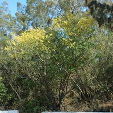 Image result for Acacia haematoxylon