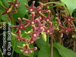 Image result for Periploca linearifolia