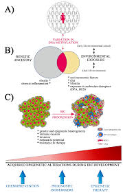 Early discovery of inflammatory breast cancer necessitates the comprehension of symptoms. Cells Free Full Text Epigenetics In Inflammatory Breast Cancer Biological Features And Therapeutic Perspectives Html