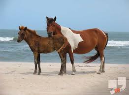 O lista cu animale care traiesc la campie, deal si munte. 7 Insule Pe Care Locuiesc Animale Unice AratÄƒ Impresionant Eu Stiu