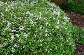Image result for Deutzia