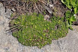 Image result for Sebaea sedoides