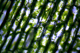 What are the four main functional departments, and what is the importance of each? Can You Recognize A Plant Cell