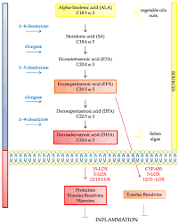 Ijms Free Full Text Omega 3 Fatty Acids And Neurodegenerative Diseases New Evidence In Clinical Trials Html