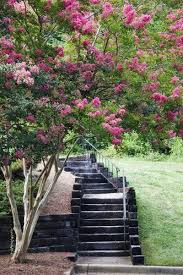 crepe myrtle tree roots learn about the invasiveness of