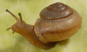 I don't like killing things, but am on a mission to get those slimey critters out of my garden. Terrestrial Snails Affecting Plants In Florida