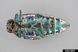 Image result for Blotiella natalensis