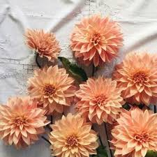 Maybe you would like to learn more about one of these? 23 Ide Oren Pastel Buah Persik Warna Koral Fotografi