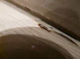 This makes treating your pipes and drains a. How To Get Rid Of Silverfish How I Get Rid Of