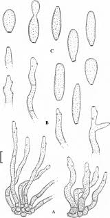 Image result for Chasmopodium