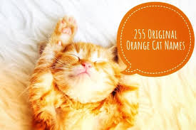 Some of the name pairs are good for boy/girl, two girls, two boys, or unisex names. Original Orange Cat Names 255 Colorful Cute Names For Ginger Cats My Pet S Name