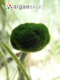 Image result for Nesaea