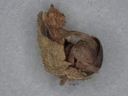 Image result for Alectra vogelii