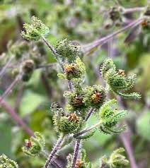 Image result for Sigesbeckia