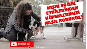 Evde Ve Disarda Bakilabilecek Kopek Cinsleri Usur Mu Sokak Kopekleri Kopek Dog Evdebakilacak