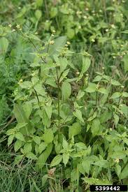 Image result for Galinsoga parviflora