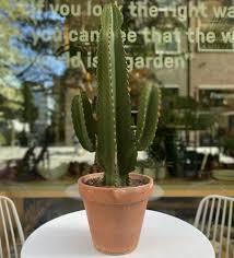 Image result for Euphorbia ingens