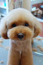 Maybe you would like to learn more about one of these? 40 Poodle Haircuts You Ll Definitely Love Hairstylecamp