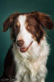 Also called as australian/aussie red, gold, yellow, liver, or tan, this shade isn't that popular. My Super Sweet Red Tri Border Collie His Name Is Rudyroo Best Dog Breeds Red Border Collie Collie